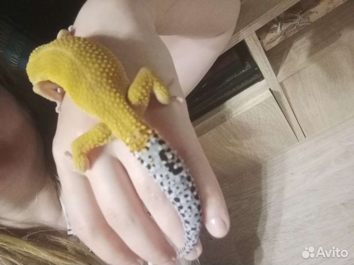 Геккон эублефар ящерица питомец