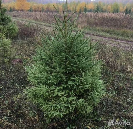 Ель саженцы