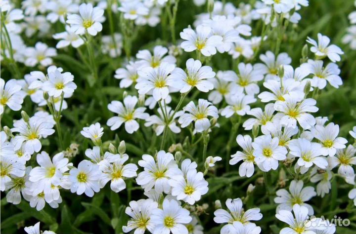 Ясколка Крымский Эдельвейс