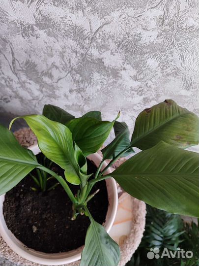 Спатифиллум