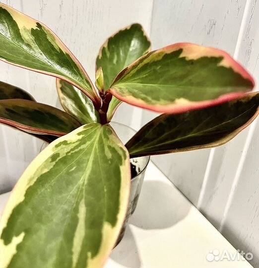 Пеперомия Джелли