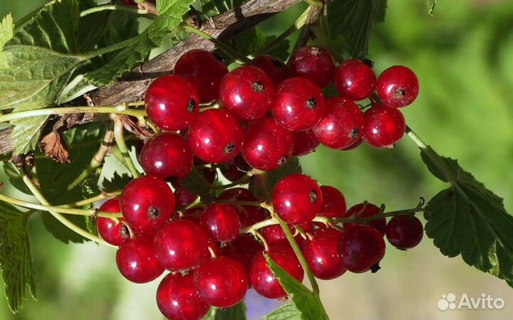 Саженцы плодовых кустарников