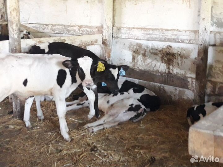 Бычки черно-рябые для откорма