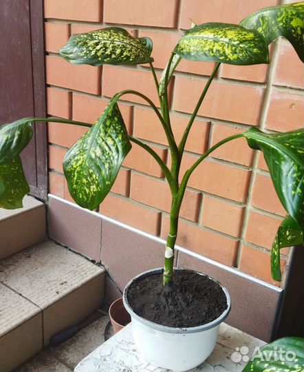 Диффенбахия