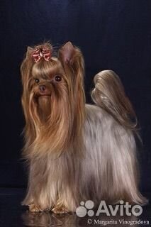 Йоркширский терьер