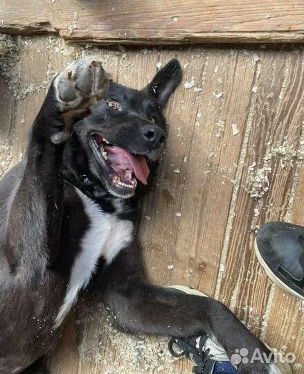 Собака каждое мгновение в приюте живет надеждой