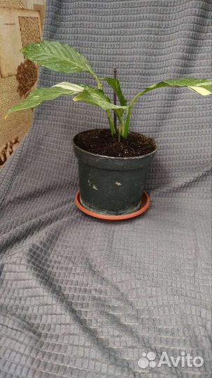 Спатифиллум даймонд