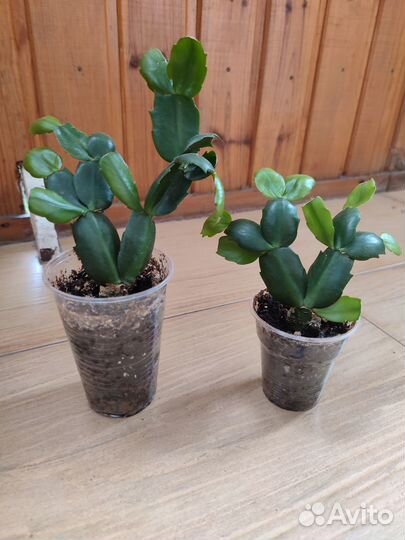 Декабрист шлюмбергера