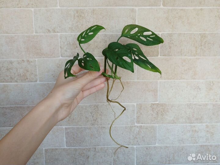 Монстера манки