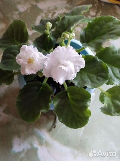 Фиалки сортовые