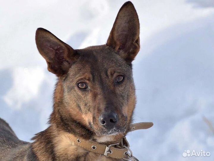 Фарфоровая статуэтка