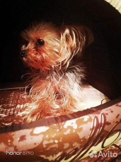 Передержка, гостиница для животных)