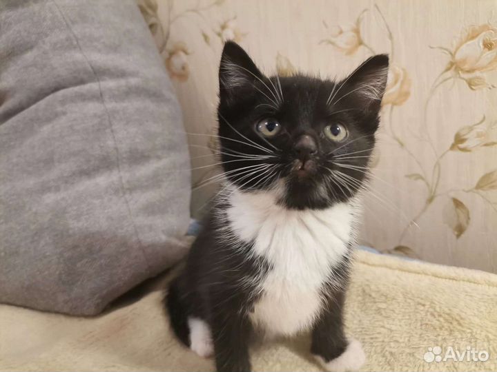 Котенок девочка в добрые руки