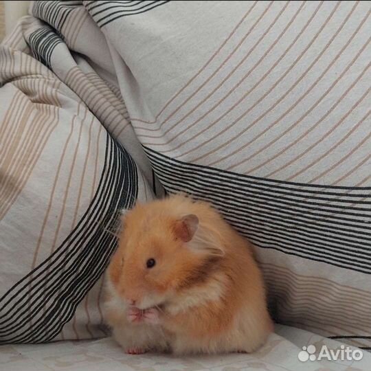 Сирийские хомяки с клеткой