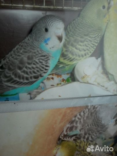 Волнистые попугайчики