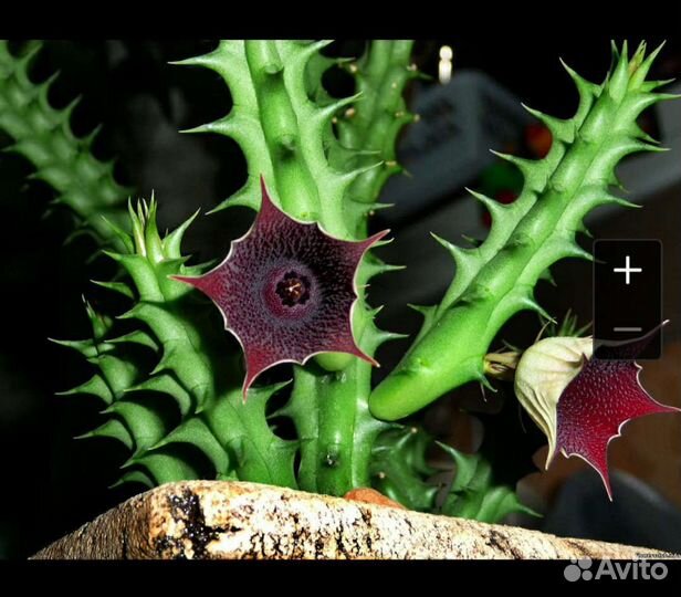 Коллекционные виды суккулентов (не Голландия)