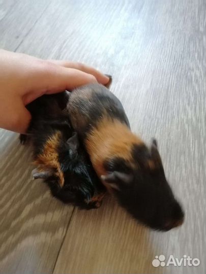 Морская свинка мальчик
