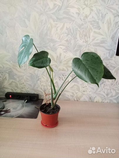 Монстера большая