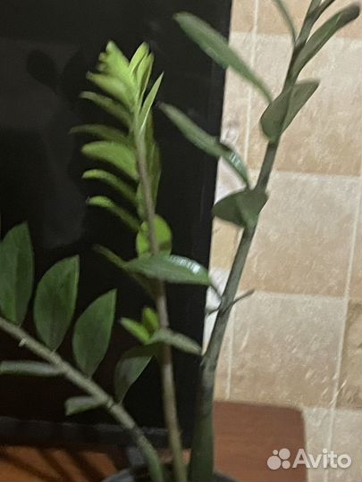 Замиокулькас