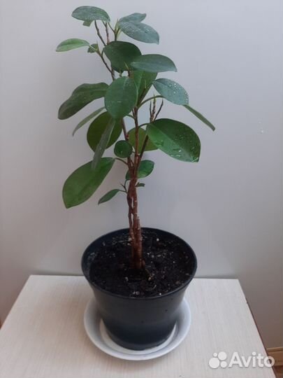 Комнатные цветы Фикус Макломе