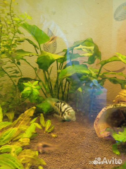 Аквариумные рыбки