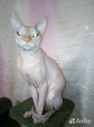 Кот приглашает на вязку