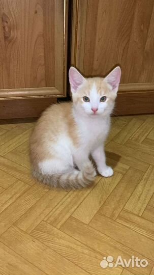 Молодой лев