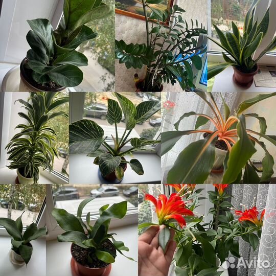 Продам комнатные растения
