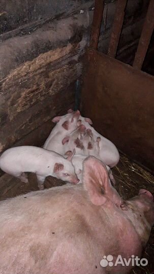 Поросенок ландрас девочки