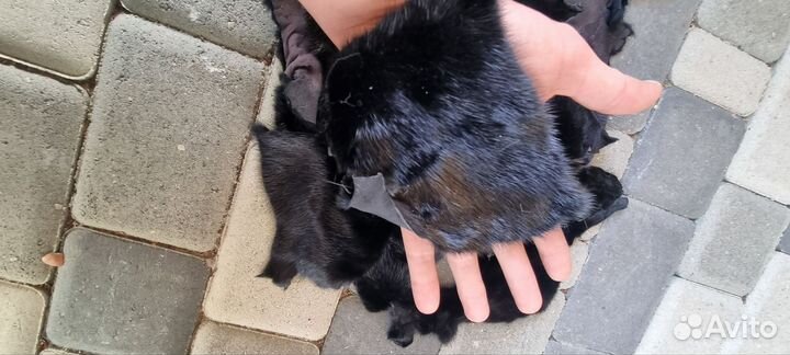 Куски норки,крупные,чёрные