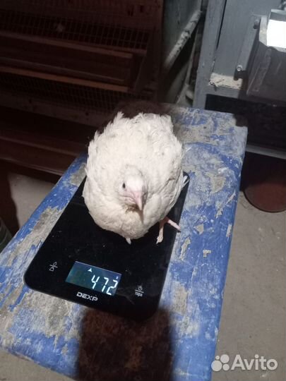 Яйцо перепелиное инкубационное