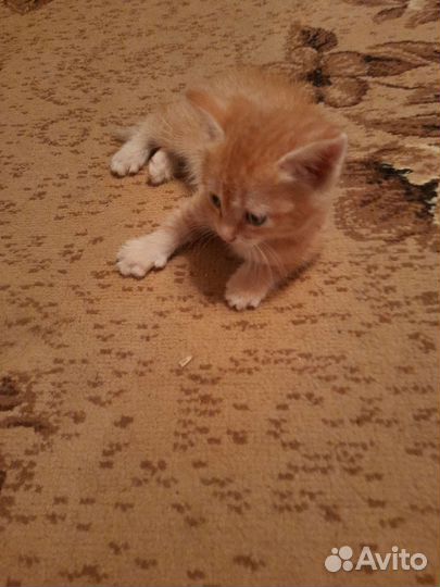 Кошки в добрые руки бесплатно