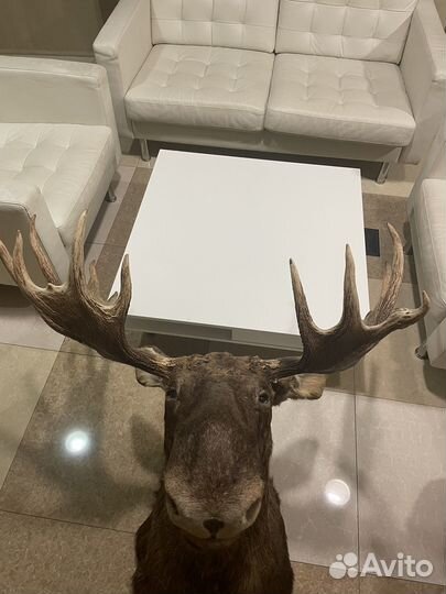 Голова лося чучело