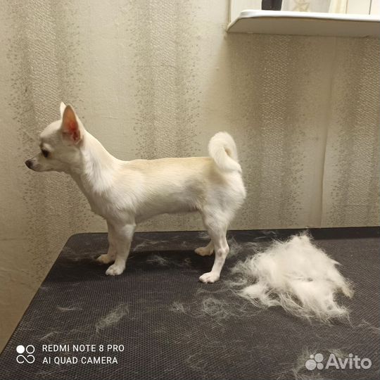 Услуги грумера