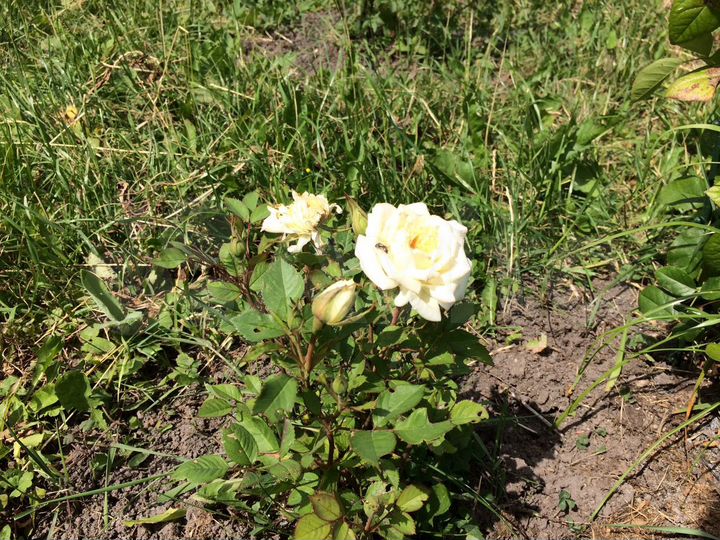 Участок 21 сот. (ИЖС)