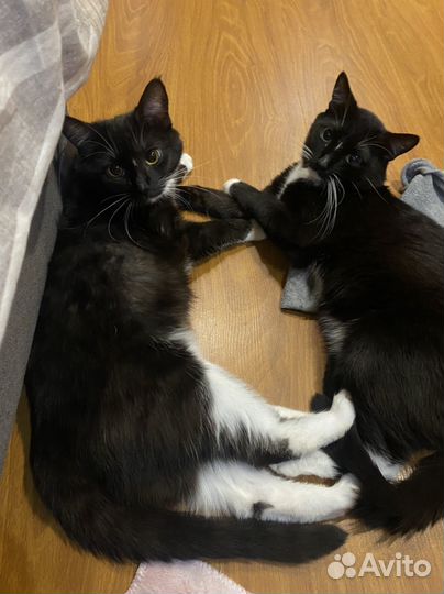 Кошка и котик
