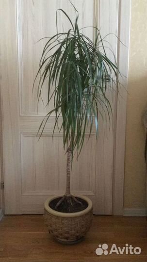 Пальма в керамическом горшке пушистая 150см