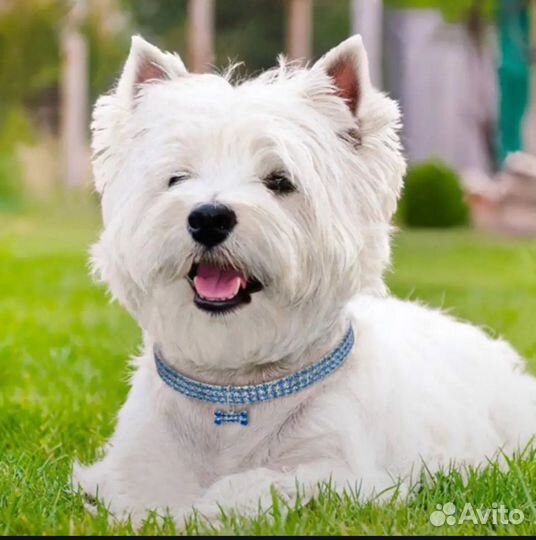 Ошейник в стразах для маленьких собак/кошек