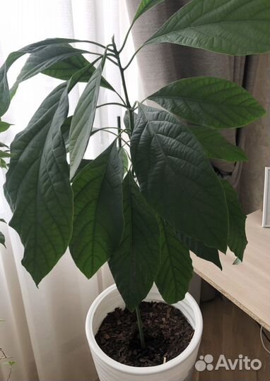 Авокадо дерево