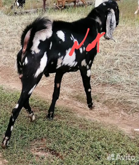 Коза, Козочка, Козлик Англо-нубийские и процентные