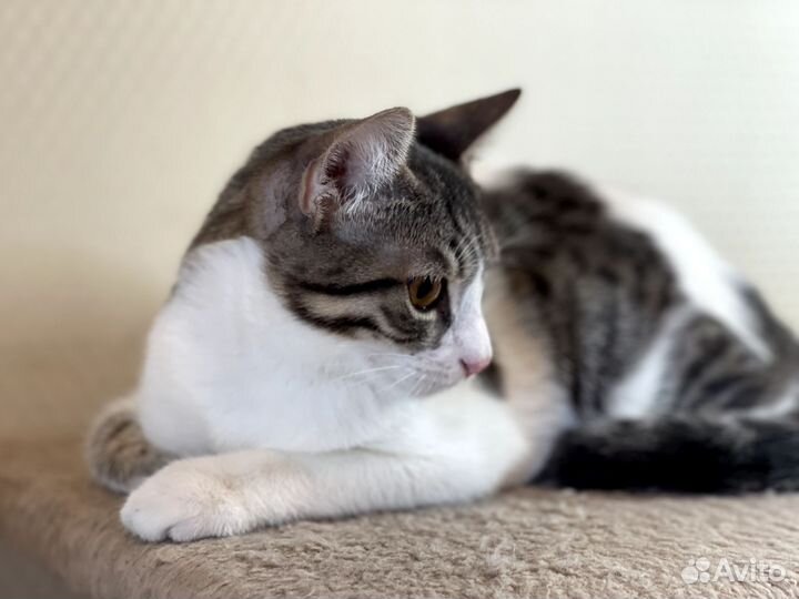 Котик в дар