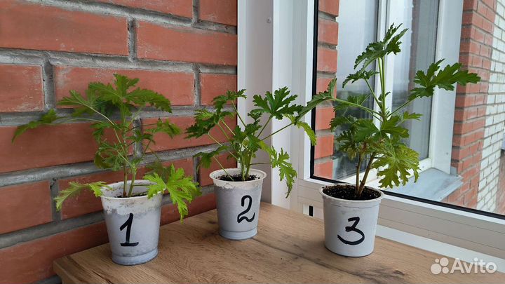 Герань лимонная (душистая)