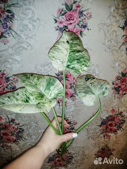 Филодендрон гигантум вариегатный