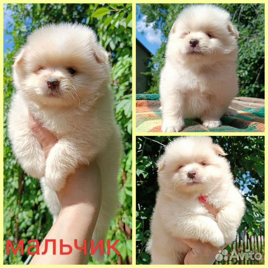 Шпица щенки