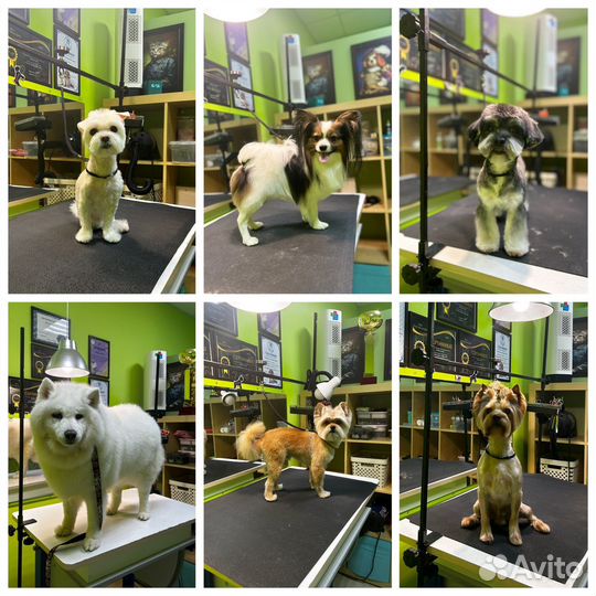 Грумер Салон красоты для животных 