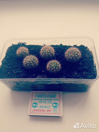 Кактусы маммилярия.Эхинопсис