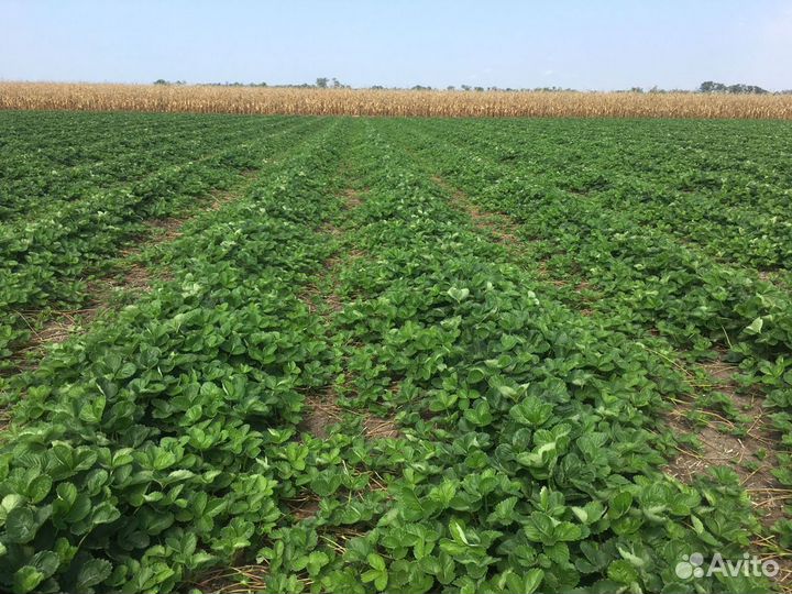 Рассада клубники Азия