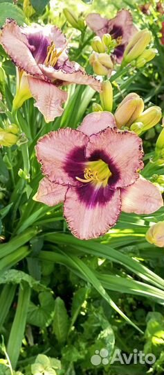 Лилейники для сада