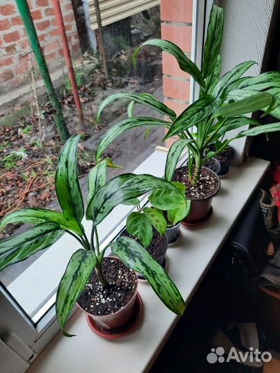 Аглаонема cutlass
