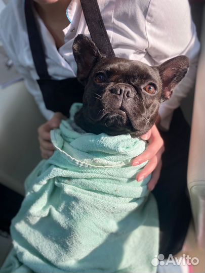 Груминг собак и кошек